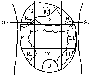 hypoAnatomy