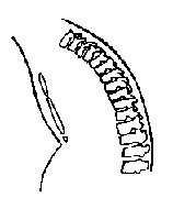 Flat Chest Slouch