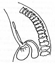 sternumandstomach